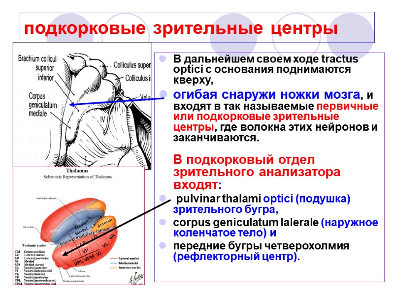 подкорковые зрительные центры В дальнейшем своем ходе tractus optici с основания поднимаются кверху, 
